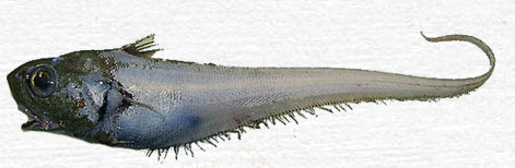 Macrourus berglax_0298715